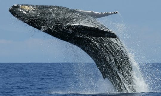 'Speed Liner' Trimaran Whale Watching Trips in Mirissa