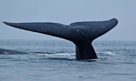 'Deep Blue' Boat Whale Watching Trips in Mirissa