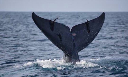 'Deep Blue' Boat Whale Watching Trips in Mirissa