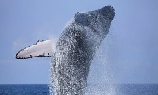 'Deep Blue' Boat Whale Watching Trips in Mirissa