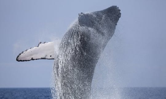 'Deep Blue' Boat Whale Watching Trips in Mirissa