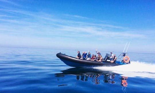 Seafari Falcon boat for an awesome wildlife tour