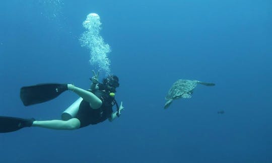 インドネシア西ヌサ・トゥンガラのベストダイビングスポットへのダイビング旅行