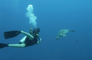 Diving trips to the best dive sites in West Nusa Tenggara, Indonesia