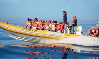 'Terrazul' Boat Dolphin & Whale Watching Tours in Vila Franca Do Campo
