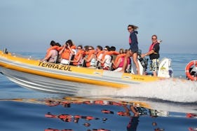 'Terrazul' Boat Dolphin & Whale Watching Tours in Vila Franca Do Campo
