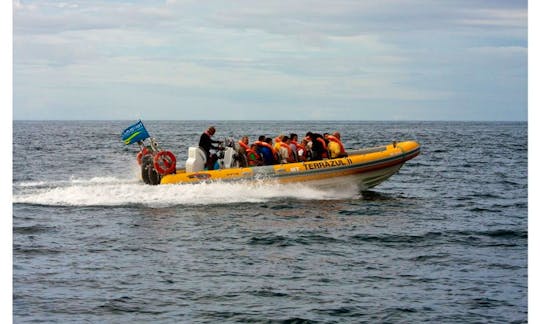 'Terrazul II' Boat Dolphin & Whale Watching Tours in Vila Franca Do Campo