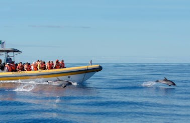 'Terrazul I' Boat Dolphin & Whale Watching Tours in Vila Franca Do Campo