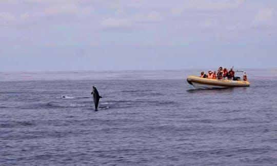 'Terrazul I' Boat Dolphin & Whale Watching Tours in Vila Franca Do Campo