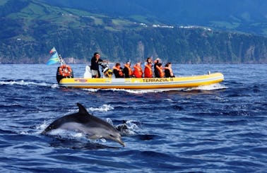 'Terrazul II' Boat Dolphin & Whale Watching Tours in Vila Franca Do Campo