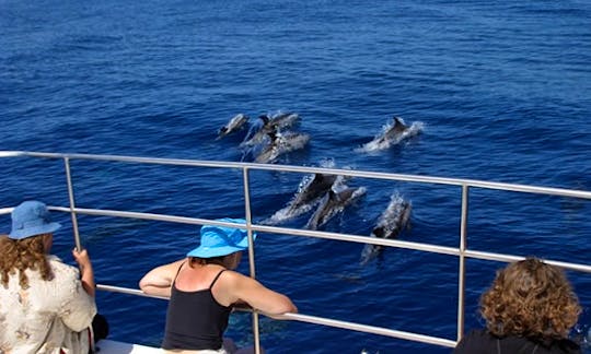 Whale And Dolphin Watching In Horta