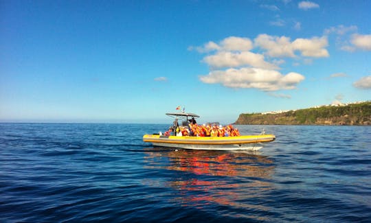 TERRA AZUL - Azores Whale Watching