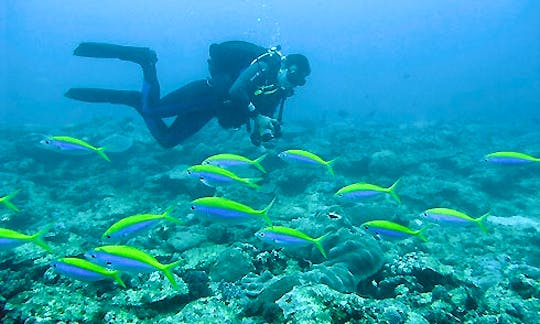 Boat Diving Trips & PADI Courses in Ifaty