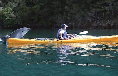 Kayak Rental In Linkwater