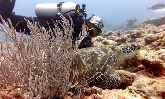 パラオ、メユングスでの旅客船ダイビングツアー