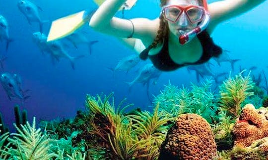Diving Trips in Colon, Panama