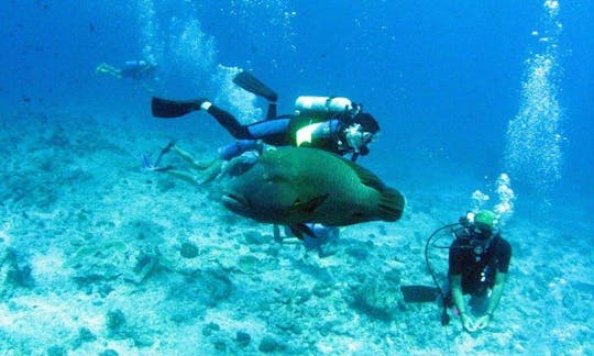 Dive Boats In Koror