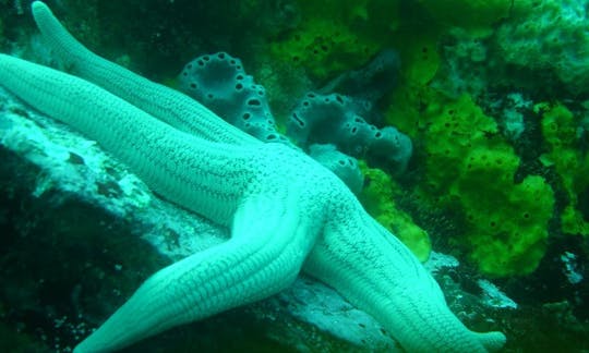 チリのラスコンデスでの旅客船ダイビング旅行