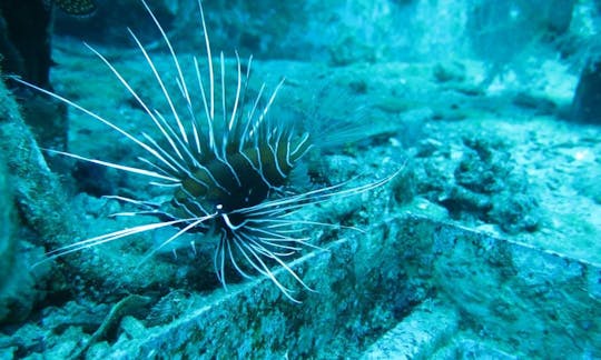 Diving Tours on Red Sea's Gulf of Aqaba, Israel