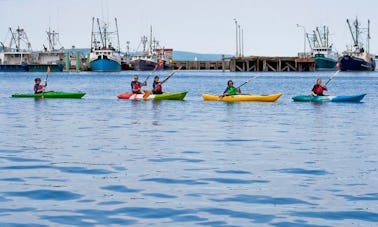 Riot Single Kayak Rental in Digby