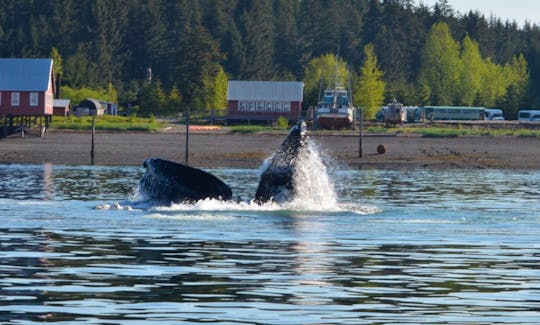 Guaranteed Whale Watching Trips in Hoonah, Alaska