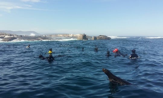 Snorkel With Seal Trip In Cape Town