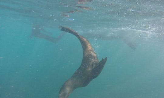 ケープタウンでのシール付きシュノーケリングツアー