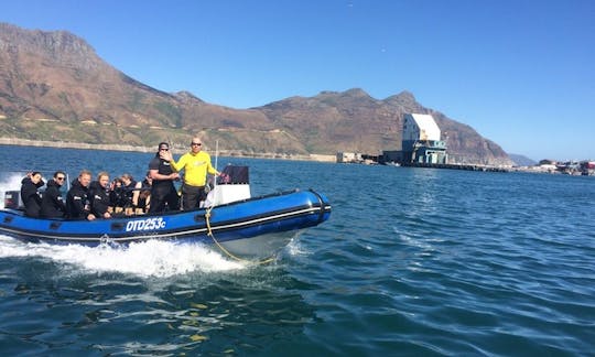 Snorkel With Seal Trip In Cape Town