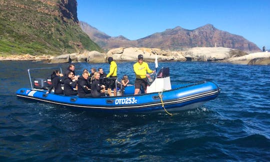 Snorkel With Seal Trip In Cape Town