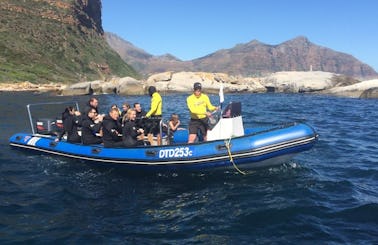 Snorkel With Seal Trip In Cape Town