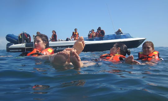 Nadando con lobos marinos