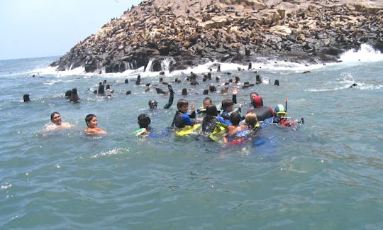 nadando con lobos marinos