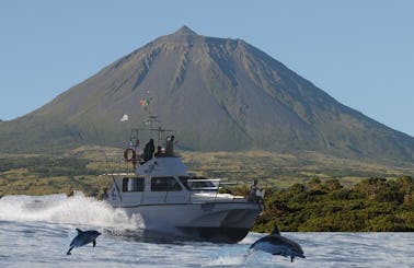 Scuba Diving In Azores