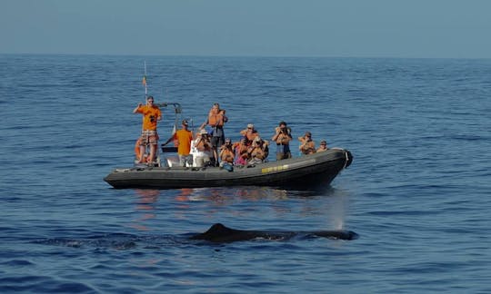 Passeio de observação de baleias nos Açores