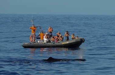 Whale Watching Tour In Azores