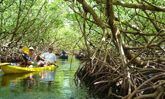 Kayak snorkel mangrove tour