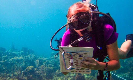 Find out more about our reef surveys and marine conservation programmes!