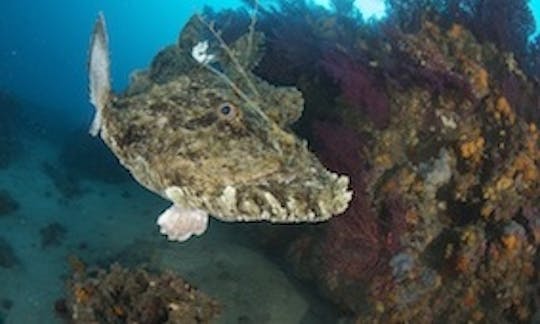 Viagens de mergulho em Santo Stefano al mare, Itália