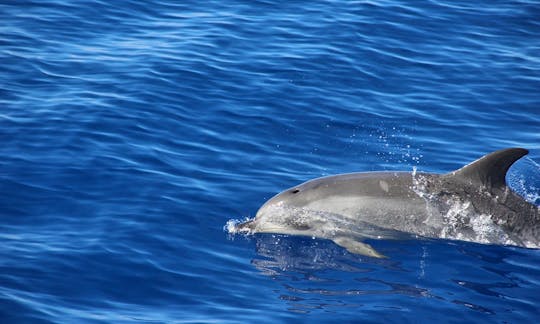 Dolphin and Whale Watching Trip