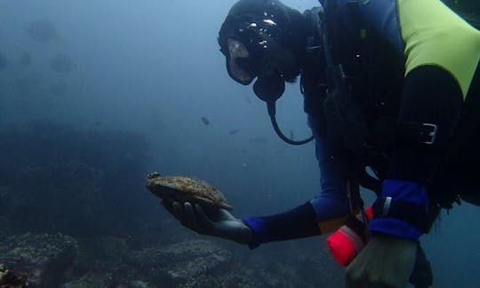 ガラパゴス島でのスキューバダイビング