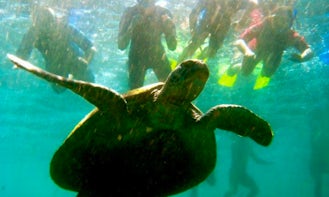 Snorkel with Turtles Tour in Kingscliff