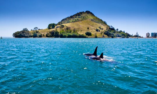 'Kewpie' Boat Scenic & Corporate Cruises in Tauranga