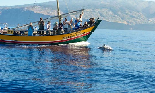 Whale Watching Trip On "Ribeira Brava"