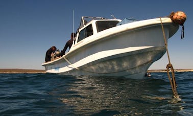 Descubra o mergulho em Puerto Madryn