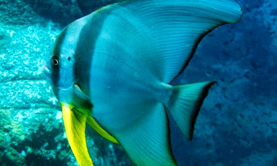 Diving Trips in Christiansted, Virgin Islands