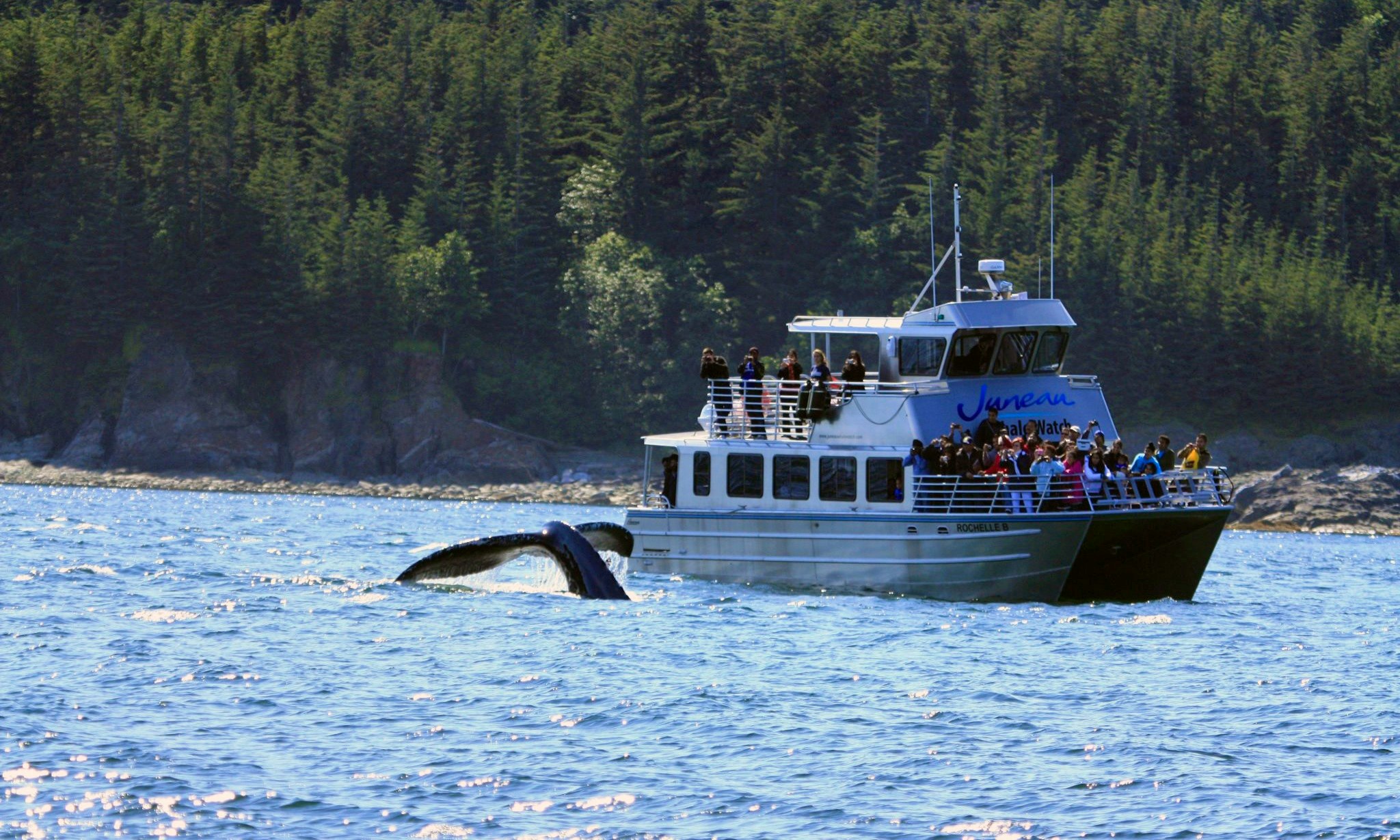 catamaran boat whale watching