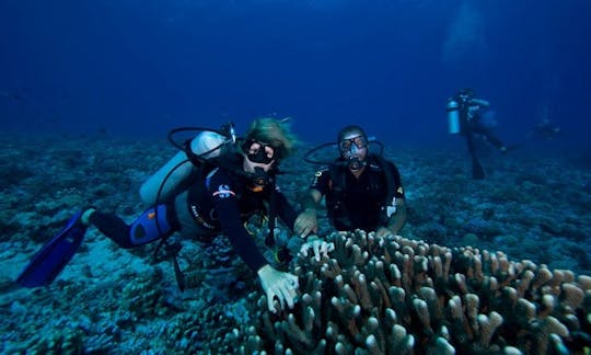 Viagens de mergulho RIB em Avatoru, Polinésia Francesa