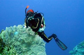 Boat Diving Trips & PADI Courses in Novosibirsk
