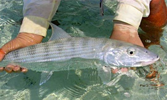 Excursions de pêche en bateau à pêche à Long Island, aux Bahamas