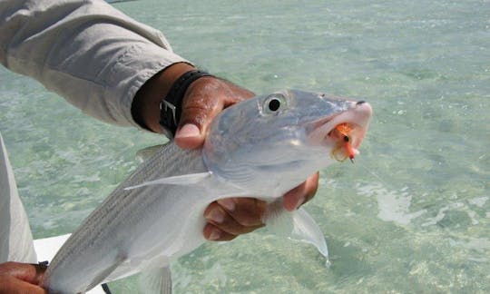 Excursions de pêche en bateau à pêche à Long Island, aux Bahamas